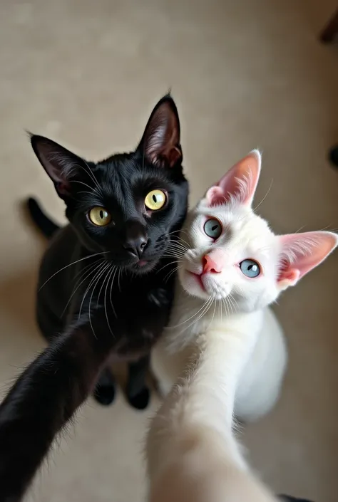 Selfie-like photograph of two cats, A cat holds the camera and the perspective is from above diagonally,  without a human hand, only cats , Only a cat touches the camera, without the human hand and one black cat and the other white