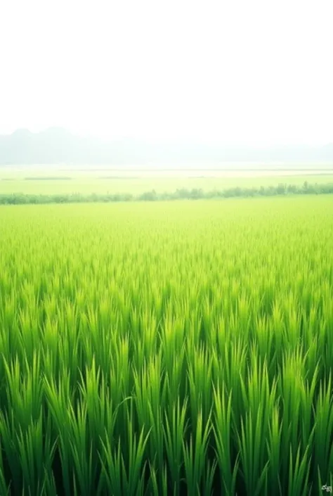 rice field, Flat rice field landscape, Full nutrition, Simple white background, HD resolution, Simple style, Realistic, Natural light