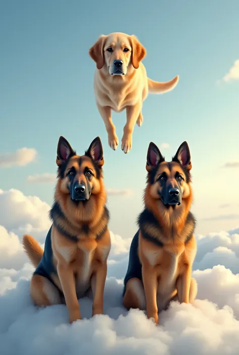 Two German shepherd dogs, one slightly larger than the other, and a female golden retriever dog above the clouds