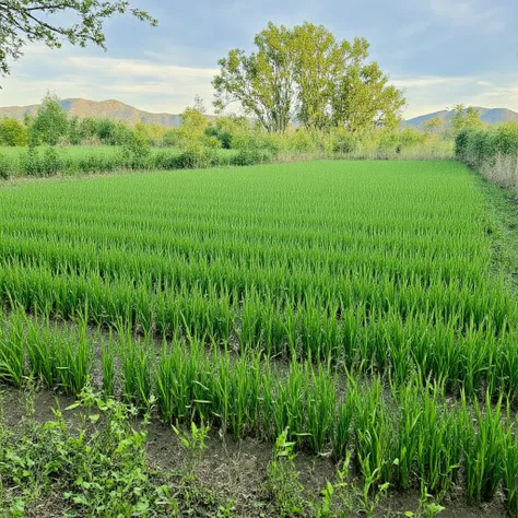 Rice Sole cropping 