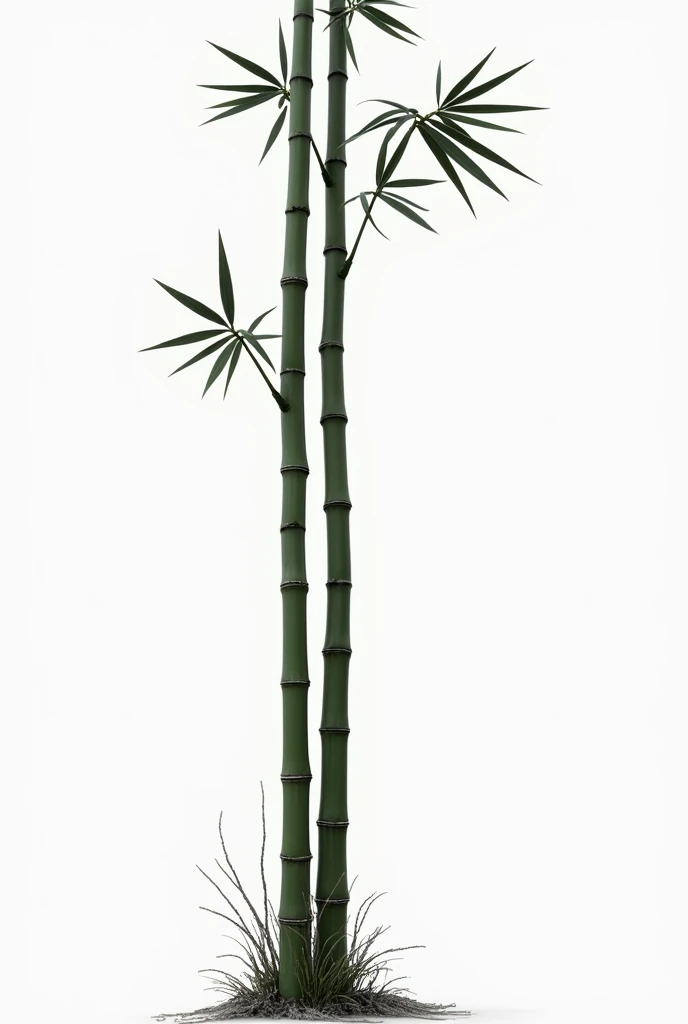 bamboo trees, 3 stocks, highest quality, black and white, 