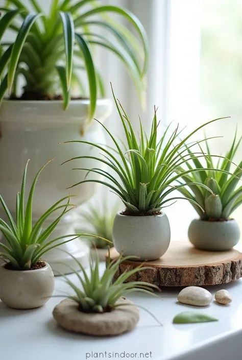 Create a visually captivating image featuring a variety of air plants, such as Tillandsia, displayed in an elegant and natural setting. Arrange the plants in a balanced, aesthetically pleasing composition with soft, natural lighting that highlights their u...