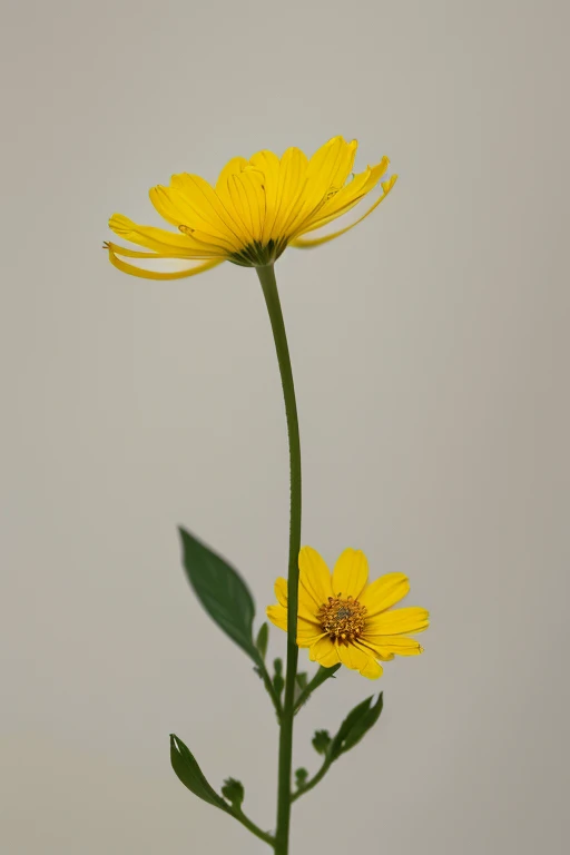 there is a yellow flower that is in the middle of a White background,  Rocks and sand around （シャベルを持って砂の中に座っている前田正夫 ,  Unsplash ,  Minimalism , miniature Cosmos, Cosmos,   marigold, Center the image,  profile picture, Depict flowers, vast Cosmos, White bac...