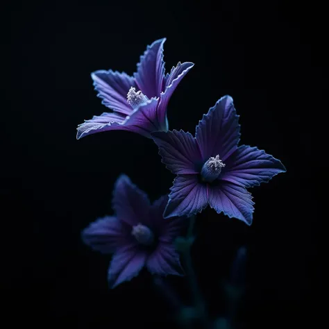 Perovskia Flowers, black background, Living flowers ,very high quality, Miki Asai style Ultra Macro shooting, cinematic shot, ıt has an elegant and noble stance dark and İntensive  bright colours were used . Very close-up,Rarely located Flowers, Very natur...