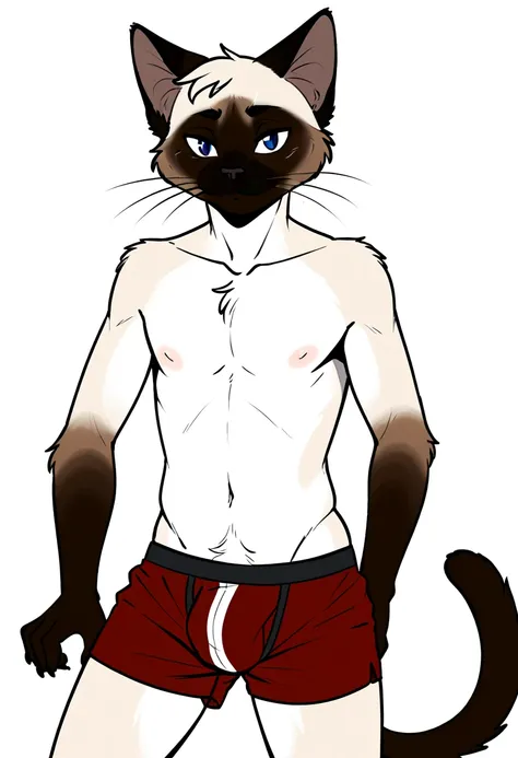  Siamese cat, male , topless, boxers, sexy, cat, thin body 