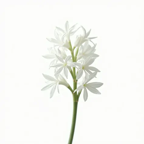 Hyacinth flower ,white background