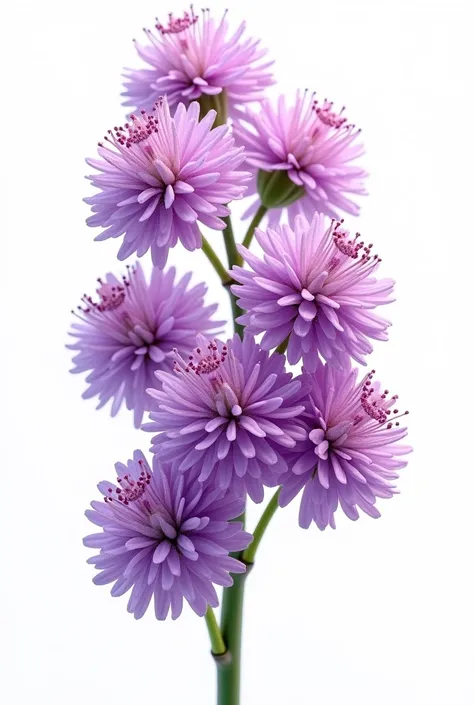 High quality realistic digital illustration of a  purple Mimosa flowers , colorful image, shading, volume, isolated image, white background. Edges of background white. --ar 3:4 --style raw

