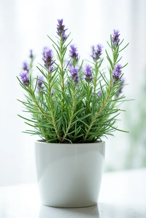  fresh ROSEMARY plant WITH SMALL FLOWERS, With water droplets, in a modern white pot AND WHITE BACKGROUND