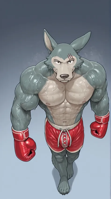 l3gosh1, beastars, male, solo, kangaroo, Roger, muscular, athletic, masculine, (small eyes), boxing_gloves, simple background, sweaty body, veiny arms, bulging muscles, boxing_stance, boxing, dynamic_pose, posing, cock, boxing_shorts, full body, glistening...