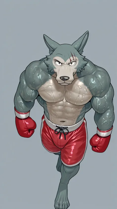 l3gosh1, beastars, male, solo, kangaroo, Roger, muscular, athletic, masculine, (small eyes), boxing_gloves, simple background, sweaty body, veiny arms, bulging muscles, boxing_stance, boxing, dynamic_pose, posing, cock, boxing_shorts, full body, glistening...