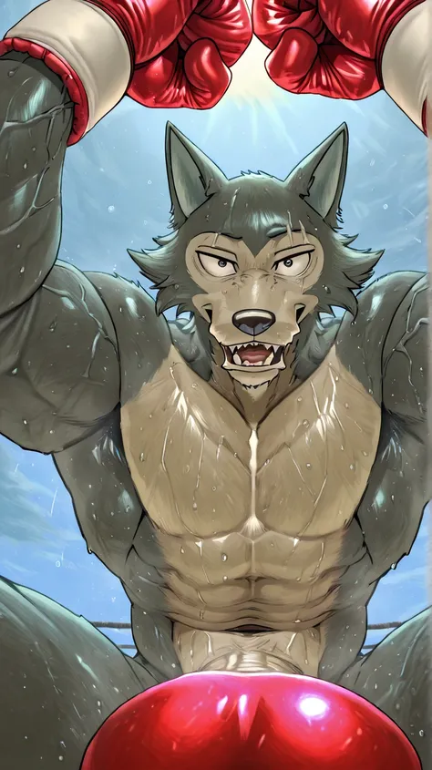 l3gosh1, beastars, male, solo, wolf, muscular, athletic, masculine, (small eyes), boxing_gloves, sweaty body, veiny arms, boxing_cock, half body, glistening body, boxing_pov, boxing ring, exhausted, open mouth, steam, drool, (low-angle shot), looking at vi...