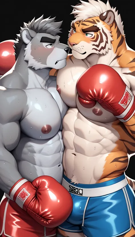 Duo anthro male(anthro Gray Wolf vs anthro Orange Tiger), handsomes(handsome hairstyles, Thick eyebrows, detailed face), gay(Cuddling full embraced, body frot, face to face at each other with intensity, side perspective, on a boxing match, black background...