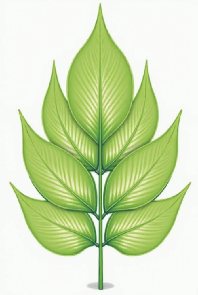 Create an image of the anatomical structure of the leaves,  where
Present the phases of photosynthesis for each type of plant : C3,
C4 and CAM .
The drawing for each type of plant must include the tissues and cells.
involved in photosynthesis and pinpoint ...