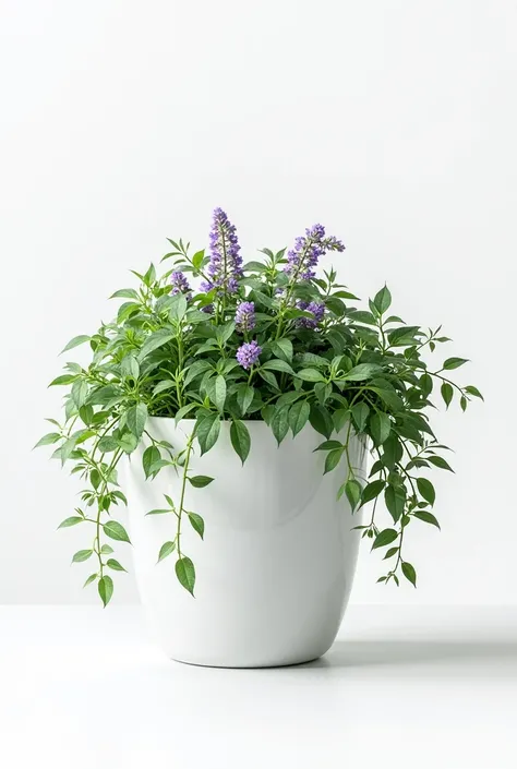 MODERN WHITE POT with Catmint (CATNIP) ABUNDANT and fresh with a few lilac flowers with a few drops of water LIKE FRESHLY WATERED WITH WATER DROPLETS.  on white background