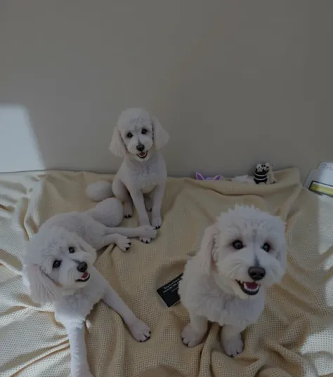 I want an image of my 3 poodle dogs, That it has more lighting and that the background is like a garden, that your face does not change and that the image looks clearer 