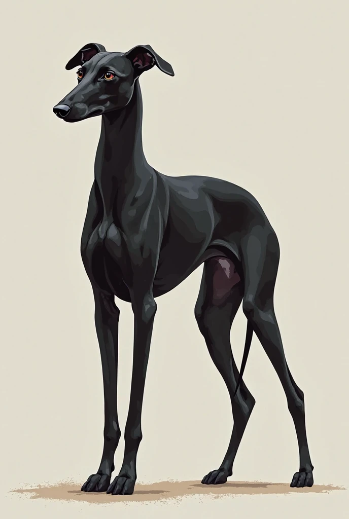 A black greyhound dog 