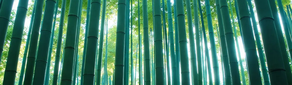 This image is a stunning panoramic view of a dense bamboo forest. Let's analyze its visual characteristics and potential uses.

Image Description:

The image shows a multitude of tall, slender bamboo stalks densely packed together, creating a vertical, alm...