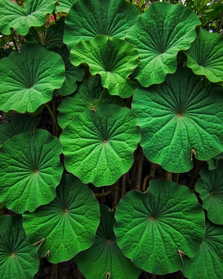 A cluster of large, vibrant green leaves, resembling taro or elephant ear plants, fills the image.  The leaves are various sizes and shapes, with prominent veins, creating a dense and lush appearance.  The leaves overlap and fill the frame from the bottom ...