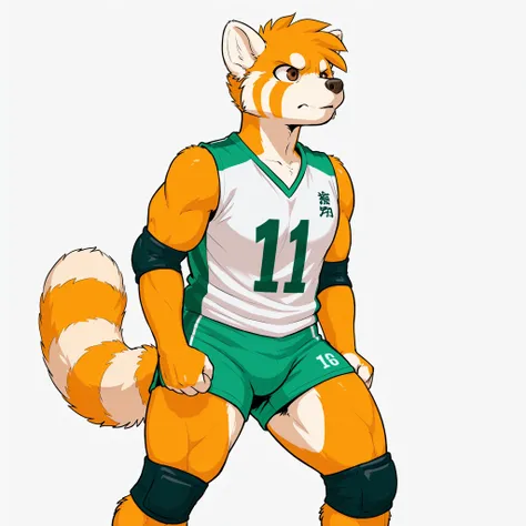 Anthro red panda, 1boy, solo, lean, glossy fur, light orange fur, wide shoulders, simple background, brown eyes, strong thighs, white t-shirt, green volleyball jersey, green volleyball shorts, simple background, white background, strong calves, volleyball ...