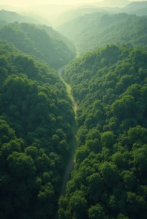 Viewing the forest from sky "no river"