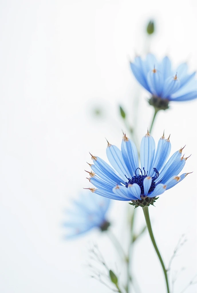 Create a design for an A4 elegant and chic menu card with a white background, use a few cornflowers on the design, make it 2d, make the tips of the flowers gold —ar 9:16