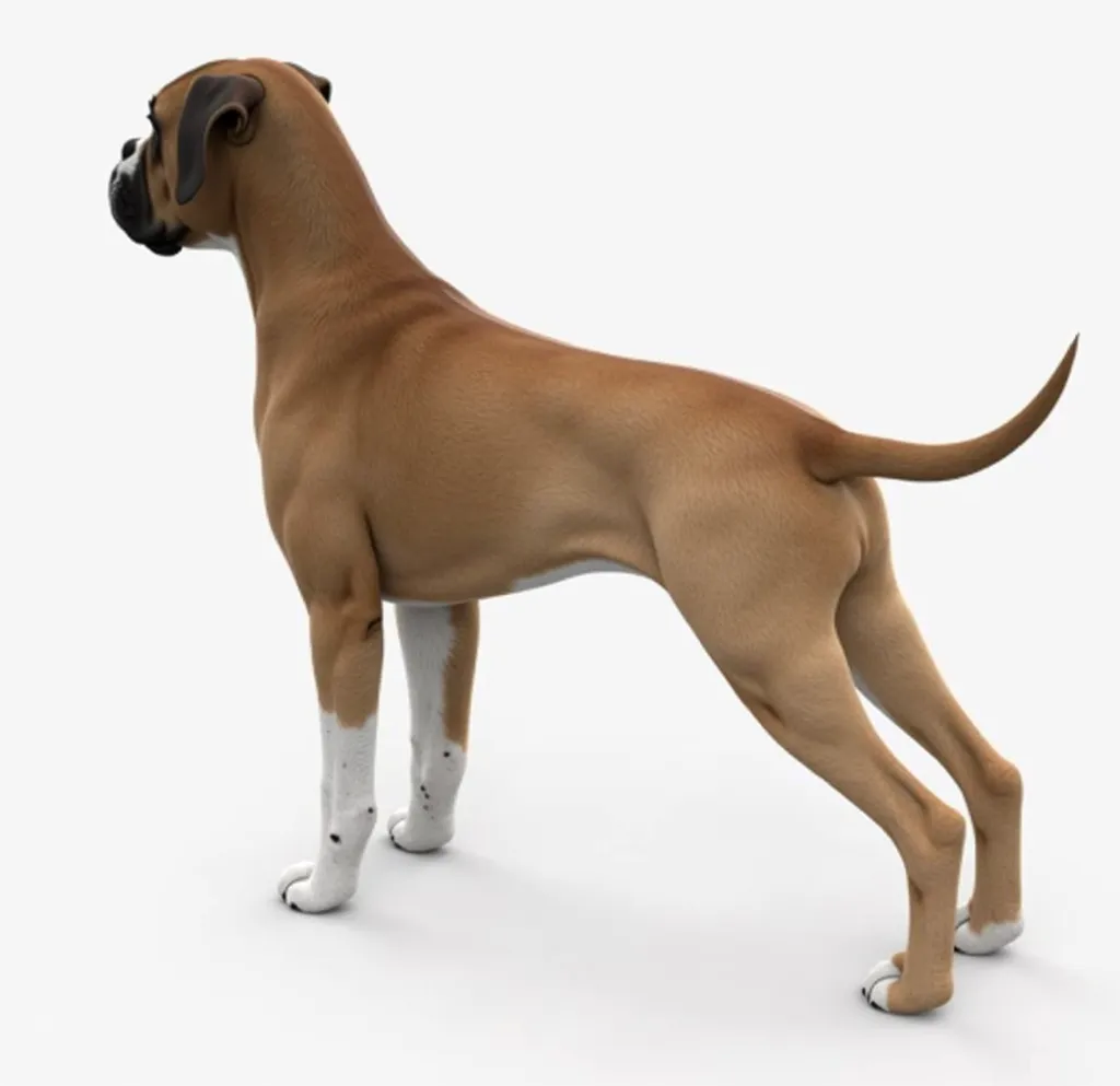 Low poly rendering of araffe dog standing on a white surface with white background, Ivan Ranger,  shutterstock , photorealism, boxer, high resolution ultradetailed,  standing sideways  , ultra high quality model, Extremely detailed high resolution, hiper r...