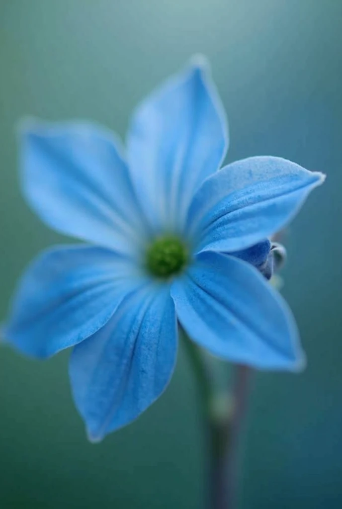 A close-up photo of a blue flower with a green center,its petals are slightly blurred,giving it a dreamy,ethereal quality,The flower is in focus,while the background is slightly out of focus,emphasizing the delicate petals,The lighting is soft and diffused...