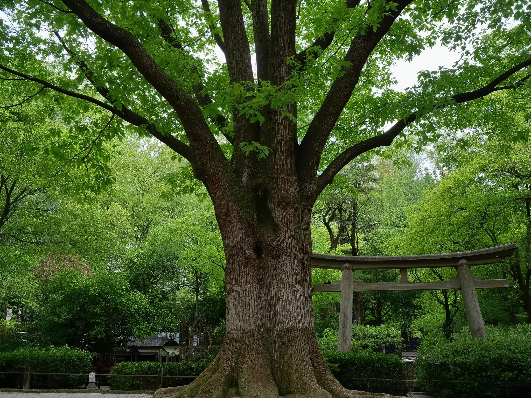 Cedar background live-action Leaf torii zoom