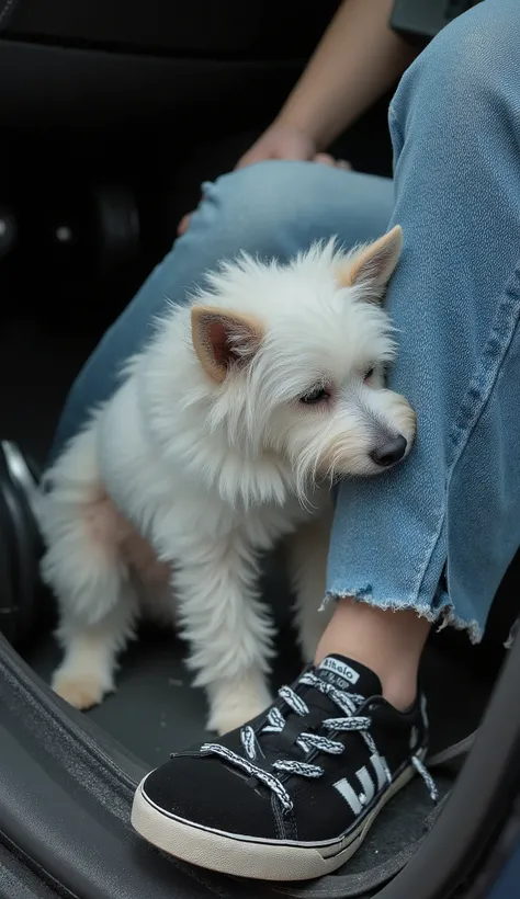 the little white terrier in a fluffy coat、they place their head quietly between people's legs。, 。the dog's thin fur and blue jeans. The dog's eyes are closed, and the expression is calm and contented. } in a place that looks like the floor of a car It high...