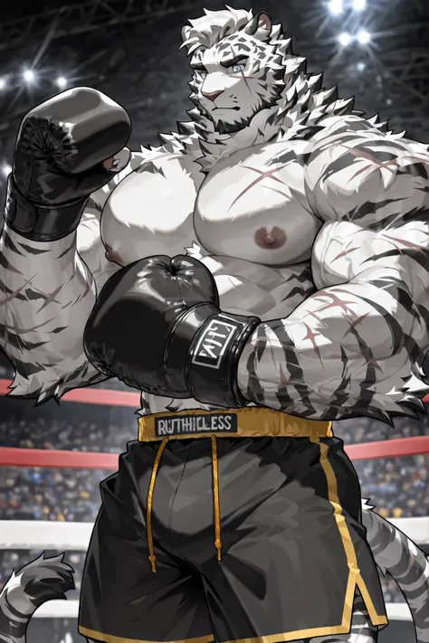 mountain(arknights)，anthro white tiger，detailed blue eyes， scar across eye，strict expression，dandy beard，male，solo，furry，veiny heavy muscular，heavy wait boxing champion，wearing black boxing groves， wearing black boxing shorts with gold side lines，shirtless...