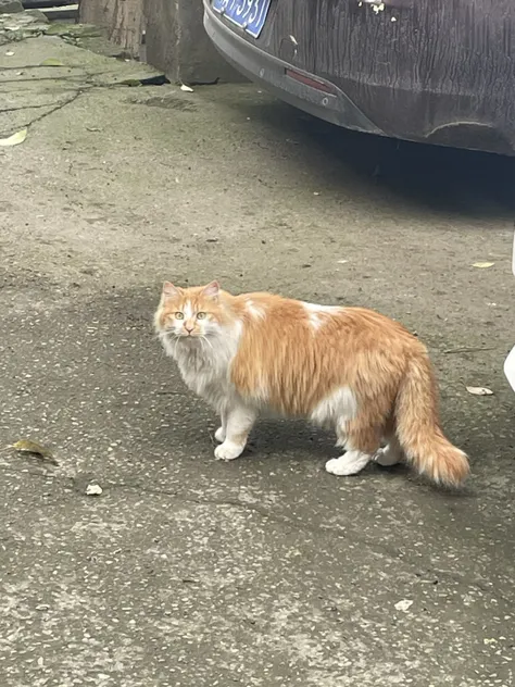 大猫咪