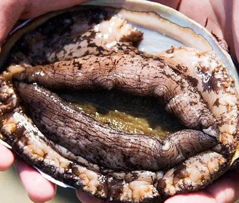 real  vagina 