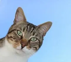 Perfect puss