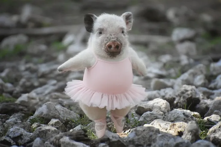 Petite Ballerina Dream 1.0