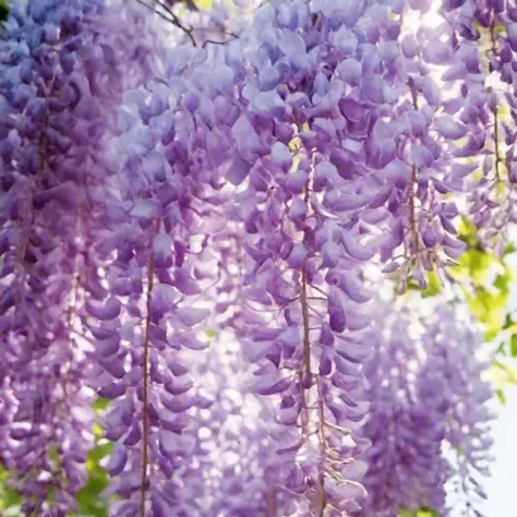 藤の花_藤棚_sdxl v.100