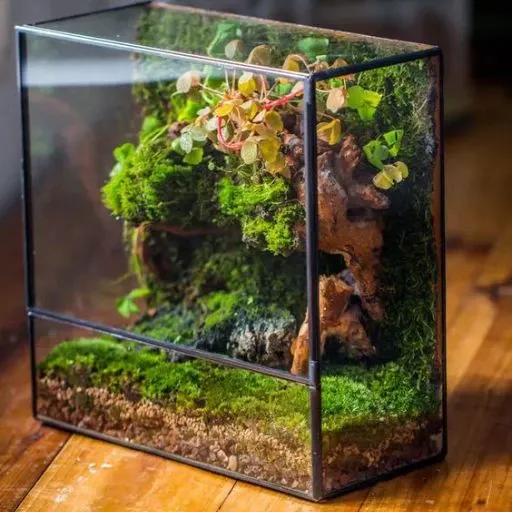 realistic, 8k, terarium