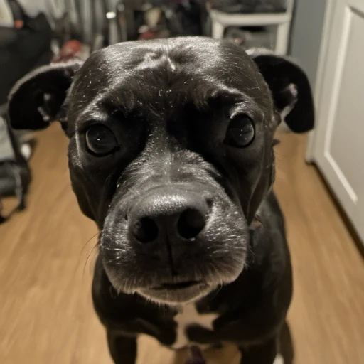 Kenda Dog