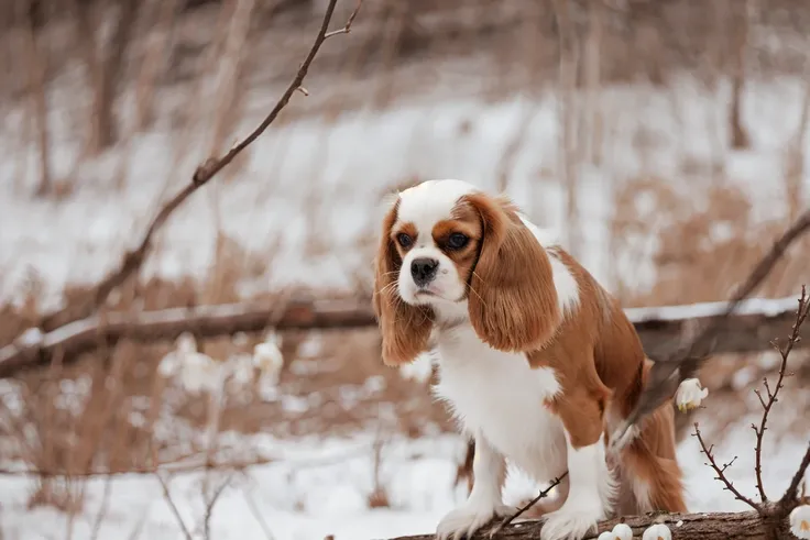 NOBLEDOGS_CKCS <lora:NOBLE_DOGS_CKCS-000015:0.65> <lora:Macro_Trash_SD15:0.125>, cute slim hybrid of (a bird:1.2) and brown-white cavalier king charles spaniel dog with a realistic long coat and perfect dark dog eyes is standing on snow covered ground next...