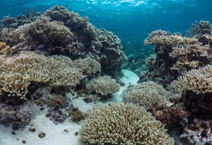 (absolutely highly detailed underwater photo), grotto, underwater cave, soft corals, water surface
coral reef environment, the ground is white sand, wide shot, (looking down:1.4), establishing shot, fish, sea floor
(best quality, incredible detail, ultra h...