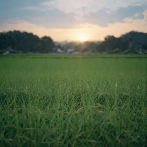 Rice field