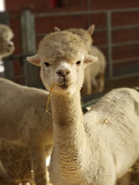 Danny's Fluffy Alpacas