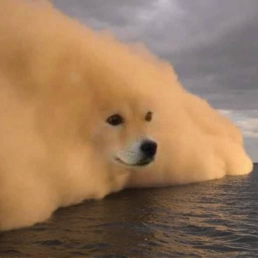 Doge Storm