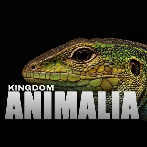 Kingdom Animalia: HD Nature photo style