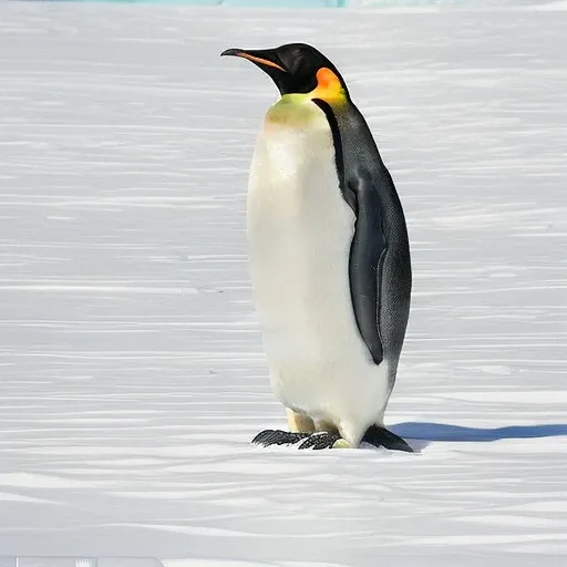 Emperor Penguins_rel_260420