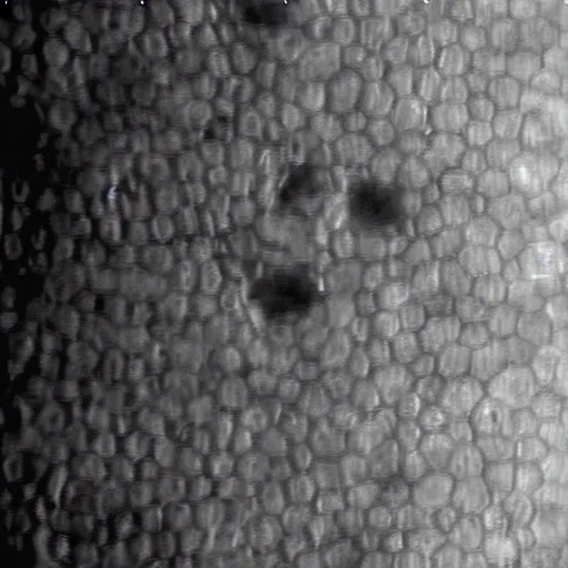 Medical SEM Style: Corneal Endothelial Cells