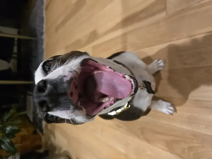 Pax