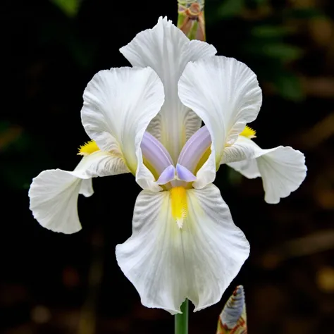 Orchids for Z-Image Turbo