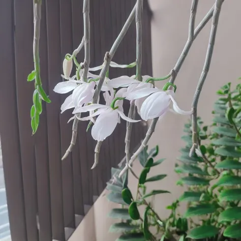 Orchid_rel_260420