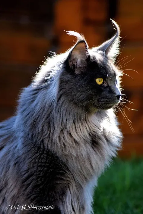Maine Cat