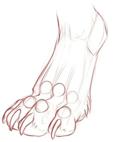 Anthropomorphic wolf digitigrade footing